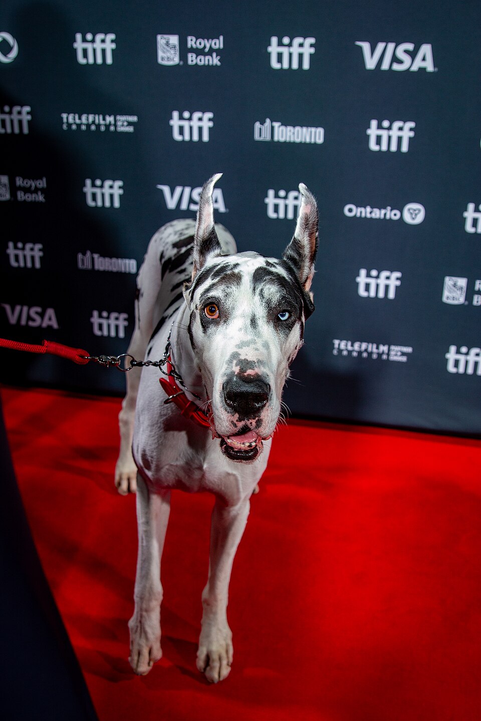Bing the dog at the 2024 Toronto International Film Festival among festival crowds